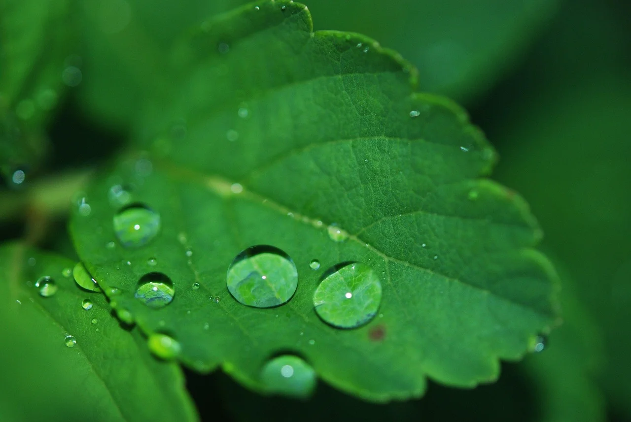plant-8701_1280