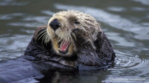Sea otter in oil spill